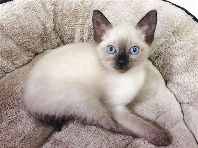 7种常见宠物猫的价格与来源，你买贵了吗?一)