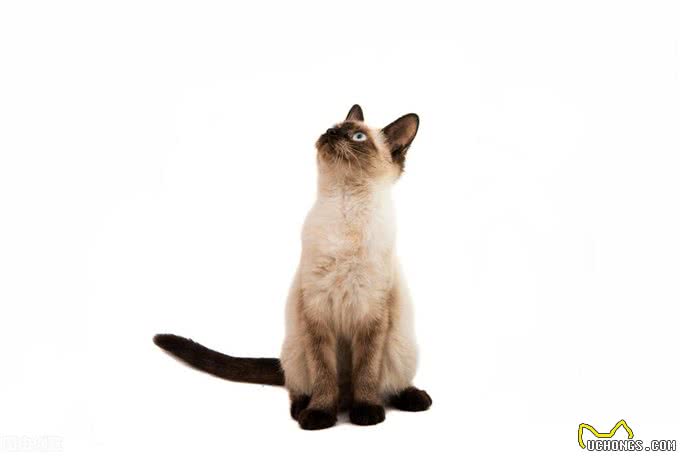 7种常见宠物猫的价格与来源，你买贵了吗?一)