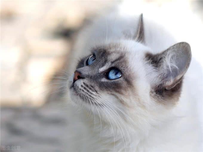 7种常见宠物猫的价格与来源，你买贵了吗?一)