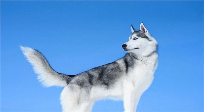 三九天即将来袭，你们家的狗子耐寒么?最耐寒的10种狗子在这