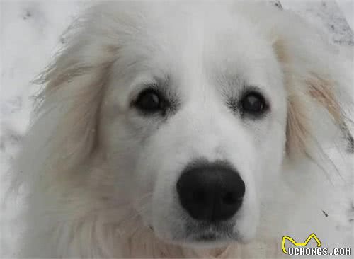 三九天即将来袭，你们家的狗子耐寒么?最耐寒的10种狗子在这