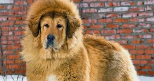 三九天即将来袭，你们家的狗子耐寒么?最耐寒的10种狗子在这