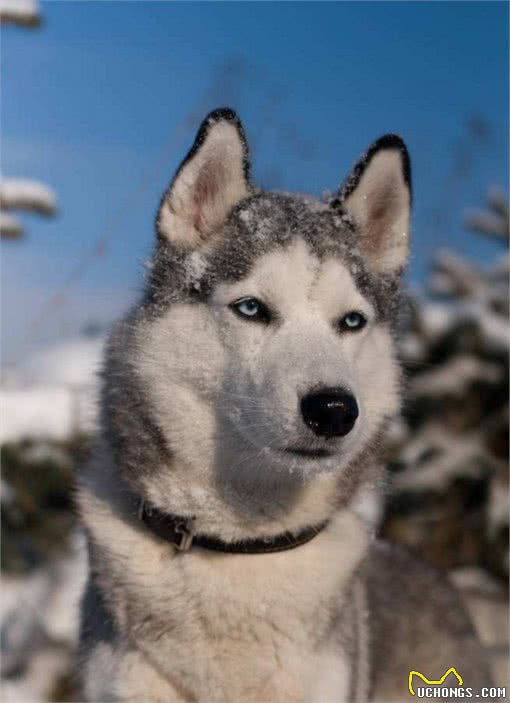 三九天即将来袭，你们家的狗子耐寒么?最耐寒的10种狗子在这