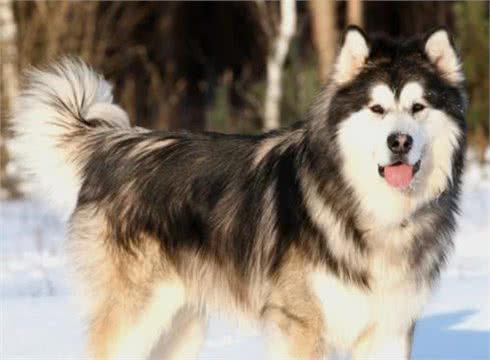 三九天即将来袭，你们家的狗子耐寒么?最耐寒的10种狗子在这