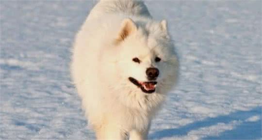 三九天即将来袭，你们家的狗子耐寒么?最耐寒的10种狗子在这