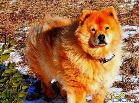 三九天即将来袭，你们家的狗子耐寒么?最耐寒的10种狗子在这