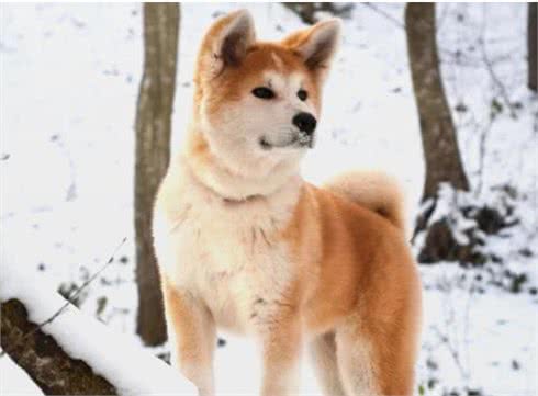 三九天即将来袭，你们家的狗子耐寒么?最耐寒的10种狗子在这