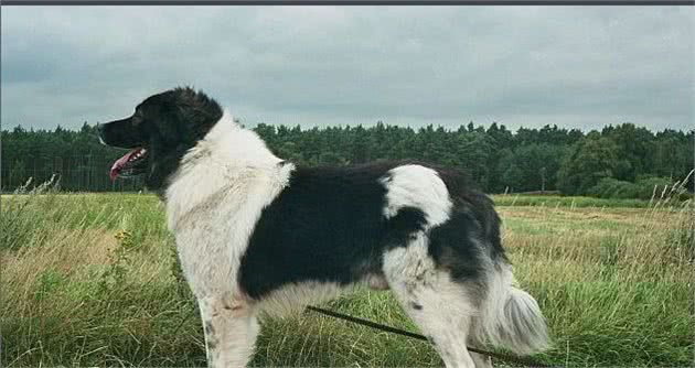 三九天即将来袭，你们家的狗子耐寒么?最耐寒的10种狗子在这