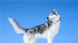 三九天即将来袭，你们家的狗子耐寒么?最耐寒的10种狗子在这