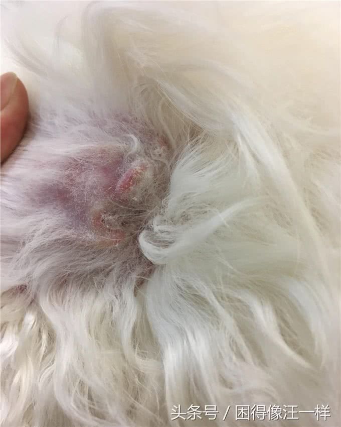 干货，拔耳毛时狗狗万分痛苦，怎么办?