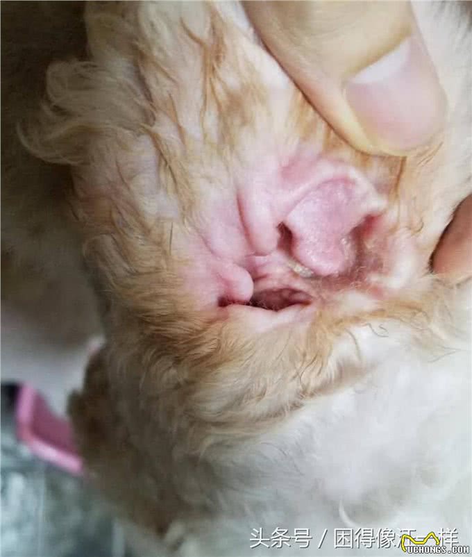 干货，拔耳毛时狗狗万分痛苦，怎么办?