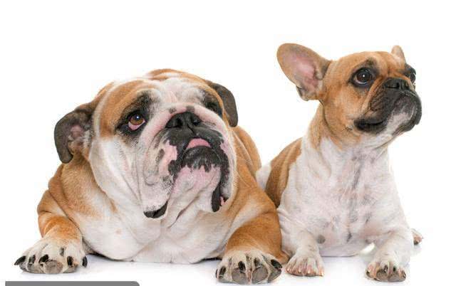 分析法国斗牛犬的优缺点，你会选择养它们吗?