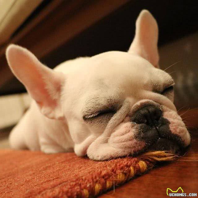 分析法国斗牛犬的优缺点,你会选择养它们吗?