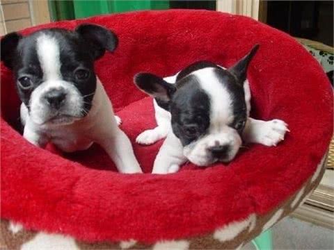 分析法国斗牛犬的优缺点,你会选择养它们吗?