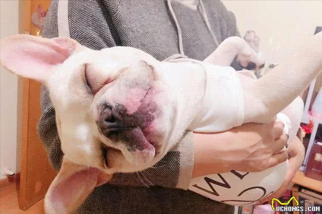 分析法国斗牛犬的优缺点,你会选择养它们吗?