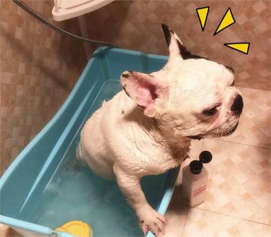 分析法国斗牛犬的优缺点,你会选择养它们吗?