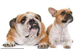 分析法国斗牛犬的优缺点，你会选择养它们吗?