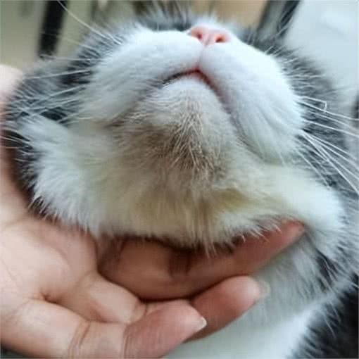 养宠避坑指南丨新手必备