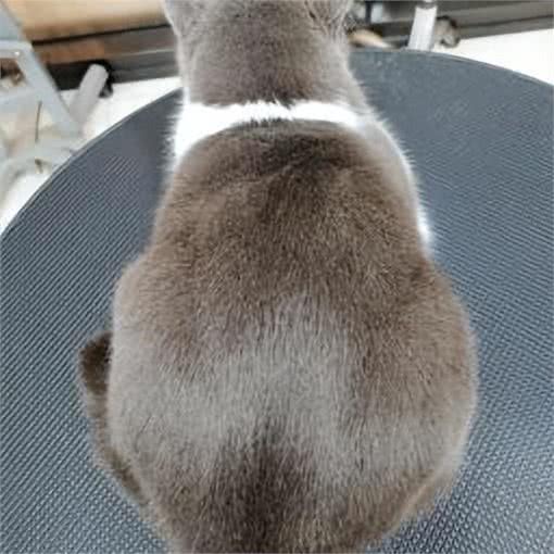 养宠避坑指南丨新手必备