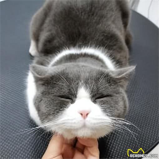 养宠避坑指南丨新手必备