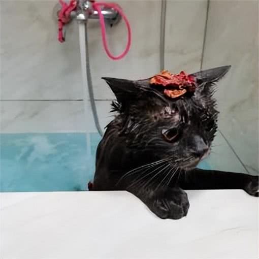 养宠避坑指南丨新手必备