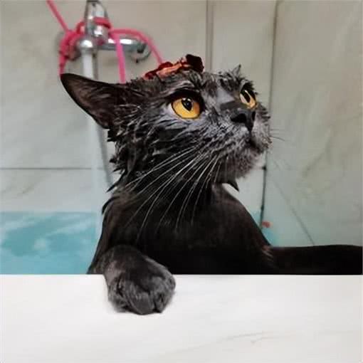 养宠避坑指南丨新手必备