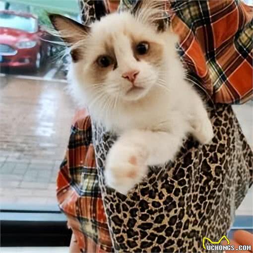 养宠避坑指南丨新手必备