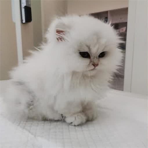 养宠避坑指南丨新手必备