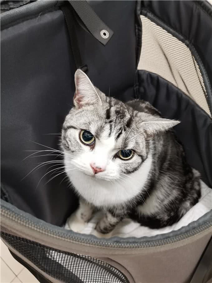 养宠避坑指南丨新手必备