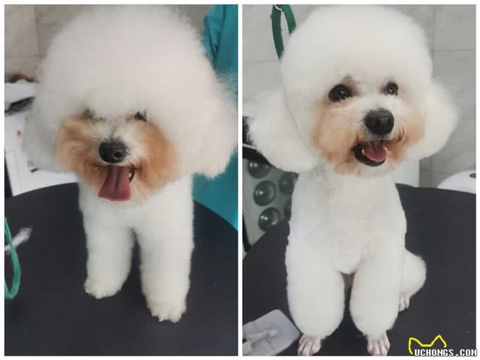 养宠避坑指南丨新手必备