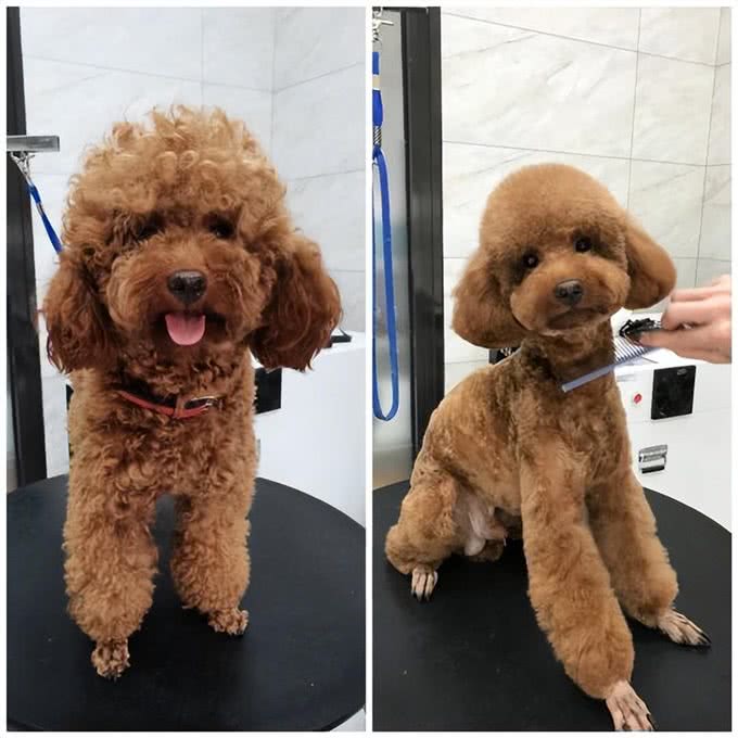 养宠避坑指南丨新手必备