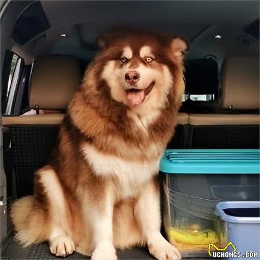 养宠避坑指南丨新手必备