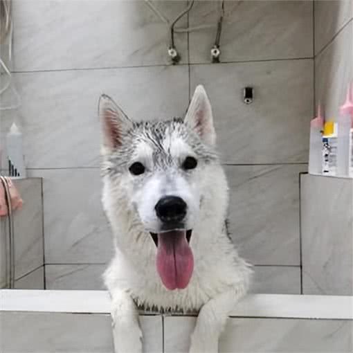 养宠避坑指南丨新手必备