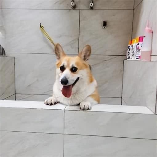 养宠避坑指南丨新手必备