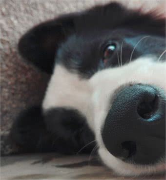 边境牧羊犬的种类与毛色大全