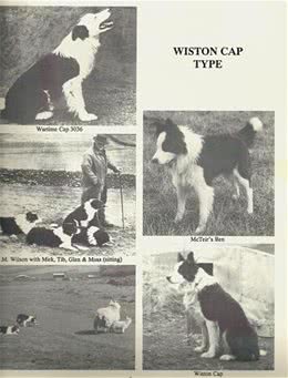 边境牧羊犬的种类与毛色大全