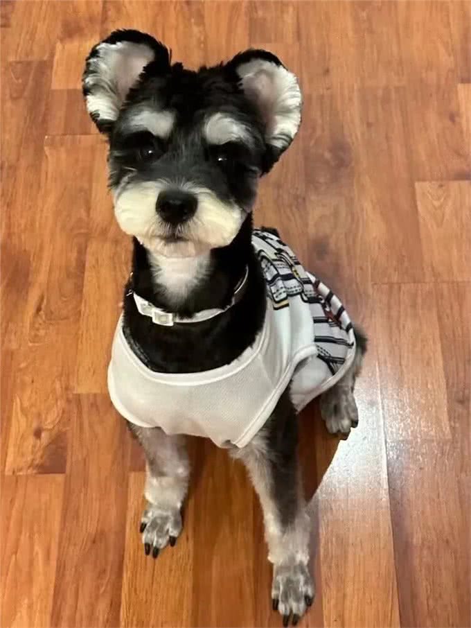 养雪纳瑞10年经验，这些常备不踩雷