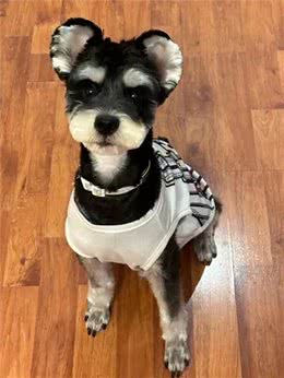 养雪纳瑞10年经验，这些常备不踩雷