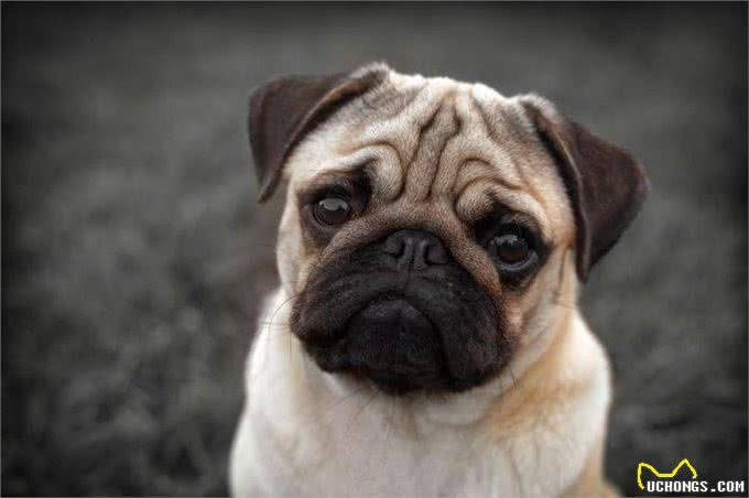 看一个有社交牛X症的中国犬种，是如何征服全世界的铲屎官