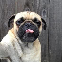 看一个有社交牛X症的中国犬种，是如何征服全世界的铲屎官