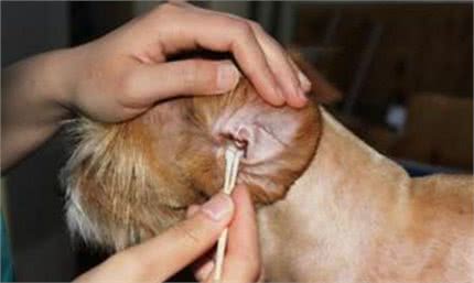 狗狗体臭?知道这些轻松解决狗狗体臭的问题!