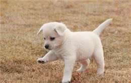 狗狗体臭?知道这些轻松解决狗狗体臭的问题!