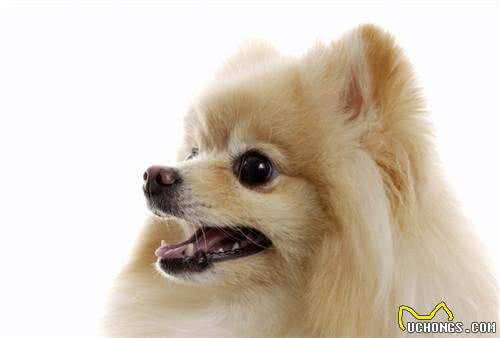 狗狗频繁做尿尿动作却不排尿，是狗狗贪玩，还是身体出现异样?