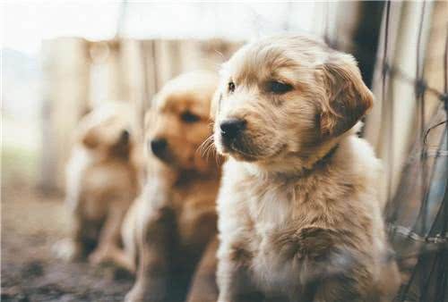 狗狗频繁做尿尿动作却不排尿，是狗狗贪玩，还是身体出现异样?