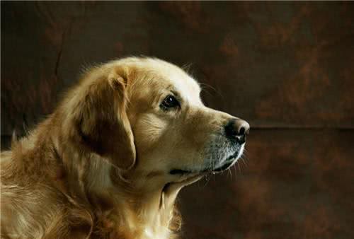 狗狗频繁做尿尿动作却不排尿，是狗狗贪玩，还是身体出现异样?