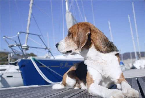 狗狗频繁做尿尿动作却不排尿，是狗狗贪玩，还是身体出现异样?