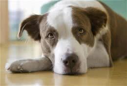 狗狗频繁做尿尿动作却不排尿，是狗狗贪玩，还是身体出现异样?