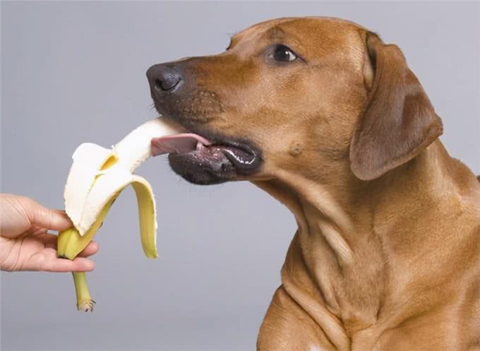 为了狗狗肠道健康，别犯这些错误，对它没益处