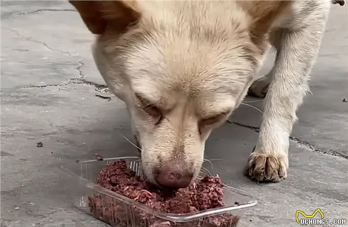 为了狗狗肠道健康，别犯这些错误，对它没益处