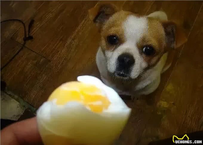 为了狗狗肠道健康，别犯这些错误，对它没益处